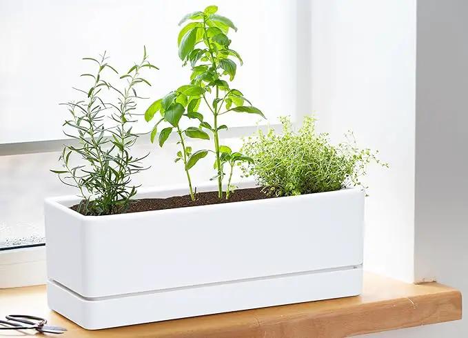 D'vine Dev 12 Inch Window Box Planter, Rectangle Plastic Herb Planter with Drainage Holes and Saucer, Indoor Succulent Cactus Vegetable Pot for Windowsill, Garden Balcony, White, Set of 2, 76-X-A-2 by GreenHaven Gardens