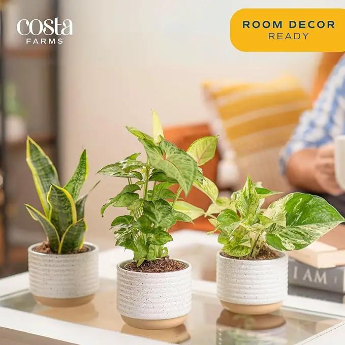 Costa Farms Live Plants (3 Pack), Easy to Grow Real Indoor Houseplants, Air Purifying Plants, Grower's Choice in Home Décor Indoors Plant Pots, New House Gift or Room Décor by GreenHaven Gardens