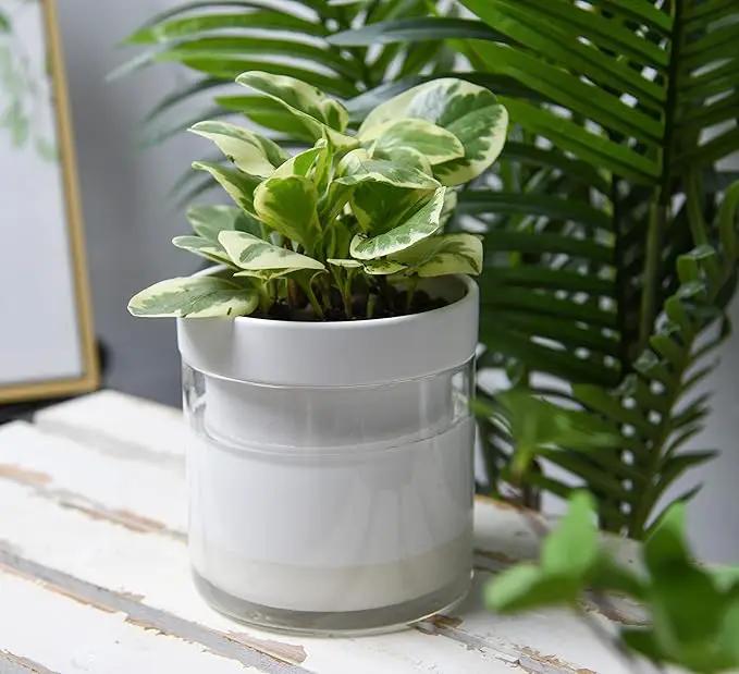 Phoenix Vine 6 Inch Self Watering Planter, White Terracotta Clay Pot with Glass Reservoir for Indoor Plants, Herbs, Flowers, Set of 2, 52-B-F-2 by GreenHaven Gardens