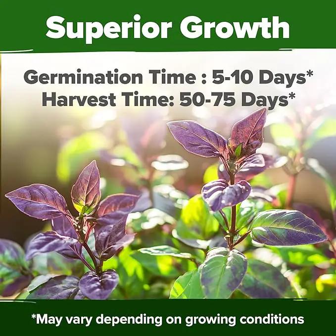 HOME GROWN Thai Basil Seeds Pack - 438 High Germination 𝗡𝗢𝗡-𝗚𝗠𝗢 𝗨𝗦𝗔 Heirloom Herb Seeds for Planting,Ideal for Growing Fresh Basil Planting Indoor or Outdoor(Ocimum basilicum var.thyrsiflora) by GreenHaven Gardens