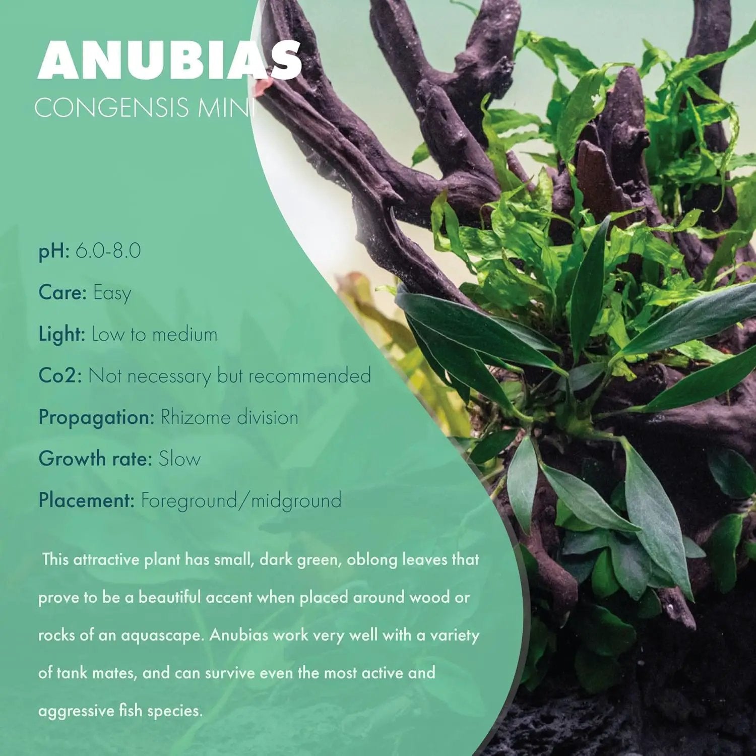 Anubias Live Aquarium Plants - Potted Freshwater Plant for Fish Tanks, Terrariums - Beginner Friendly Low Light (Congensis Mini, 1 Pot) by GreenHaven Gardens