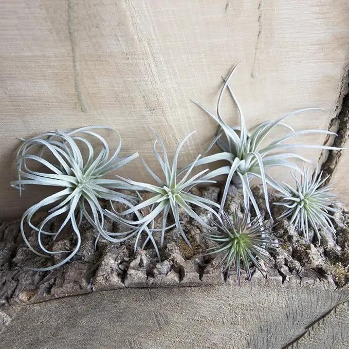 CHIVE Artificial Air Plants — Bulk Set of 5, Small — Ultra Realistic Fake Tillandsia Bromeliad Plants — Decorative Faux Succulents for Home & Office Decor — No Care Needed! by GreenHaven Gardens