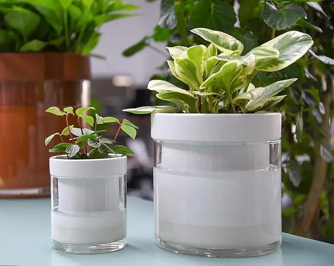 Phoenix Vine 6 Inch 4 Inch Self Watering Planter, White Terracotta Clay Pots with Glass Reservoir for Indoor Plants, Herbs, Flowers, 52-B-G-46 by GreenHaven Gardens