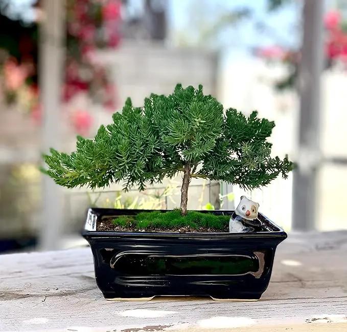 Live Dwarf Juniper Bonsai Tree 4-5years Old with Cute Ceramic Panda | Juniper or Jade Bonsai Tree | Indoor/Outdoor | 100% Handcrafted| Home and Office Décor | Best Gift for Holiday by GreenHaven Gardens
