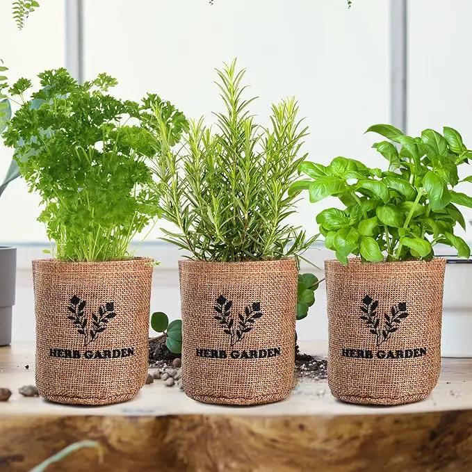 5 Herb Seeds Garden Starter Kit with Complete Planting Kit & Wooden Flower Box, Growing into Basil, Parsley, Rosemary, Thyme, Mint for Kitchen Windowsill Herb Garden DIY by GreenHaven Gardens