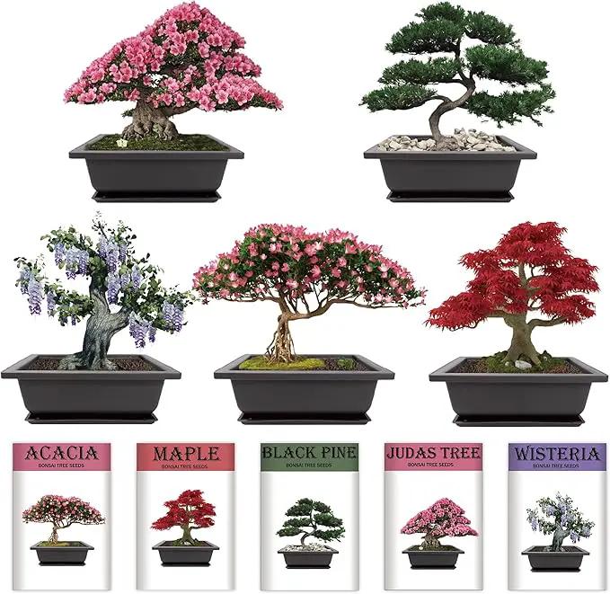 Indoor Bonsai Garden Starter Kit, 5 Seeds Growing into Red Maple, Wisteria, Black Pine, Judas Tree, Acacia, Including Complete Gardening Planters & A Wooden Box, Christmas Gifts for Women by GreenHaven Gardens