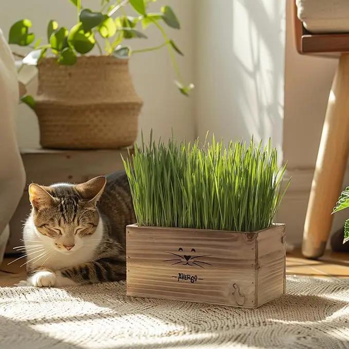 Cat Grass Kit for Indoor Cats – x4 Seed Packets | Cat Grass Seeds with Wooden Planter, Soil & Mini Gardening Tools for Nipping – Pet-Safe Wheatgrass Grass by GreenHaven Gardens
