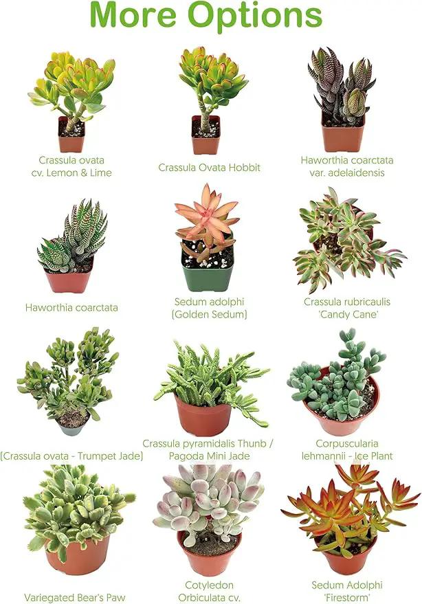 4-inch Succulent Aeonium Dodrantale, Live Succulents Plants Fully Rooted in Pots with Soil, Easy-Care House Plants for DIY, Home Office Decoration by GreenHaven Gardens