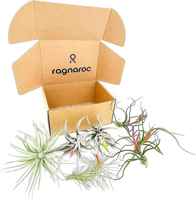 Air Plants - Venner Gift Box Large 4" - 7ct - Live Arrival Guaranteed - House Plants for Home Decor & Gift by GreenHaven Gardens
