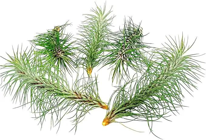 Air Plants - Colombian Tillandsia Funckiana, Large 5" - 5ct - Live Arrival Guaranteed - House Plants for Home Decor & Gift by GreenHaven Gardens
