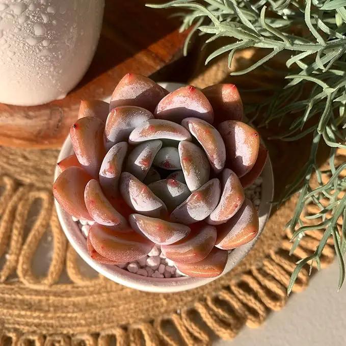 FWPP Live Succulents Plants Echeveria Sang-A 4.3 inches,Rare Succulents Bare Root Without Pot Soil, Live Plants Indoor Office Decoration Wedding and Gift by GreenHaven Gardens