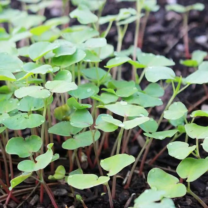 Buckwheat Seeds - 5 Lb ~60,000 Seeds - Organic, Non-GMO, Whole (Shell On) - Grow Buck Wheat Cover Crops, Microgreens, Lettuce by GreenHaven Gardens