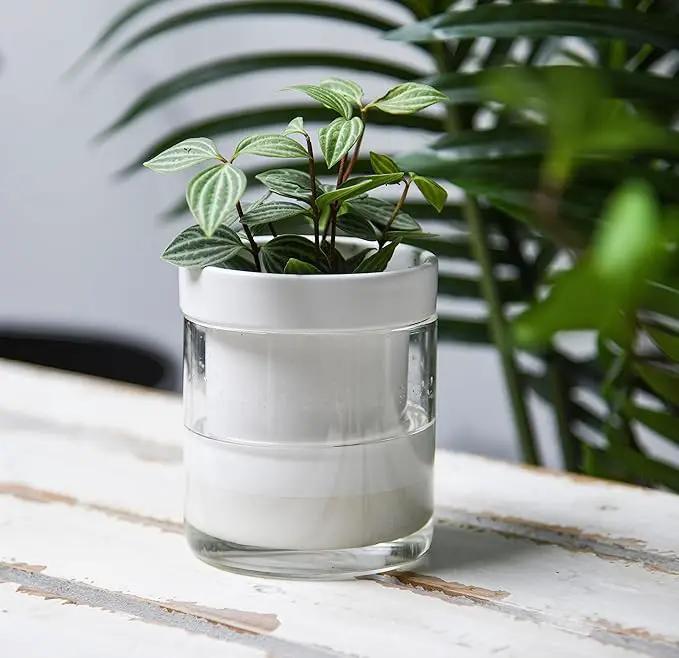 Phoenix Vine 4 Inch Self Watering Planter, White Terracotta Clay Pot with Glass Reservoir for Indoor Plants, Herbs, Flowers, Set of 3, 52-B-E-3 by GreenHaven Gardens