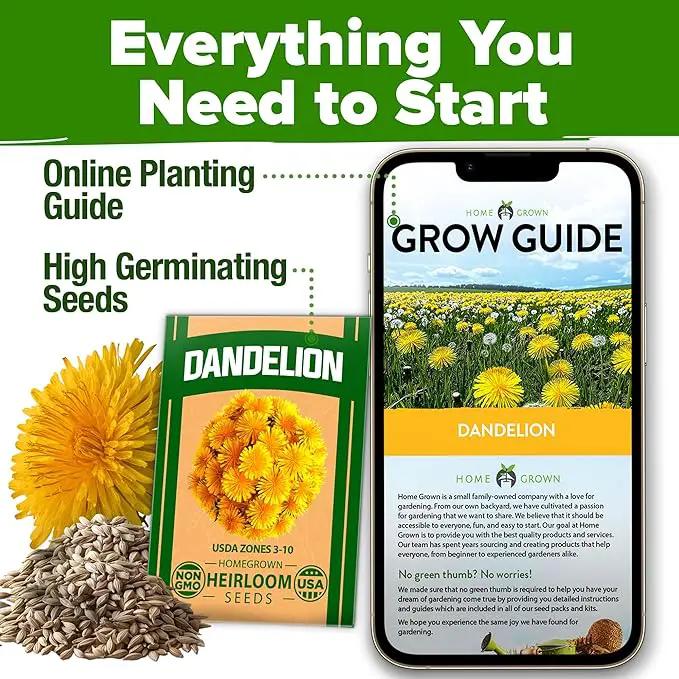 HOME GROWN 𝗨𝗦𝗔 𝗣𝗥𝗘𝗠𝗜𝗨𝗠 Dandelion Seeds for Planting – 600 Heirloom Medicinal Herb Seeds (~0.3g) 𝗡𝗢𝗡-𝗚𝗠𝗢 Grow Edible Leaves and Flowers for Remedies or Wildlife (Taraxacum officinale) by GreenHaven Gardens