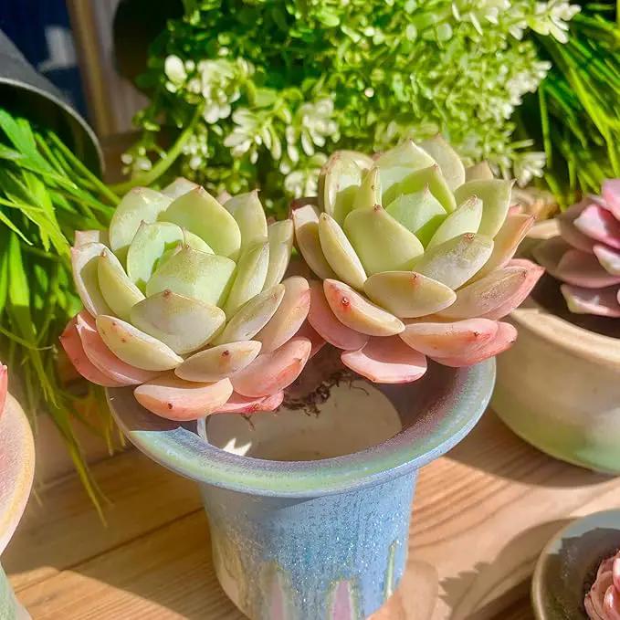 FWPP Live Succulents Plants Echeveria Love Song 2 Heads 3 inches,Rare Succulents Bare Root Without Pot Soil, Live Plants Indoor Office Decoration Wedding and Gift by GreenHaven Gardens