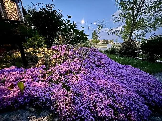 20,000+ Creeping Thyme Seeds Ground Cover, Non-GMO Perennial Flower Seeds, Hardy Thymus Serpyllum, Creeping Phlox Alternative for Landscaping & Garden Paths (Purple) by GreenHaven Gardens