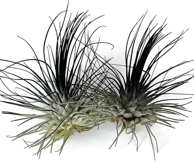 Thin Air Plant, Guatemala Tillandsia Live Airplant, Healthy Arrival Guaranteed, Great Indoor Plant, Home Decor & Gift (2 Black) by GreenHaven Gardens