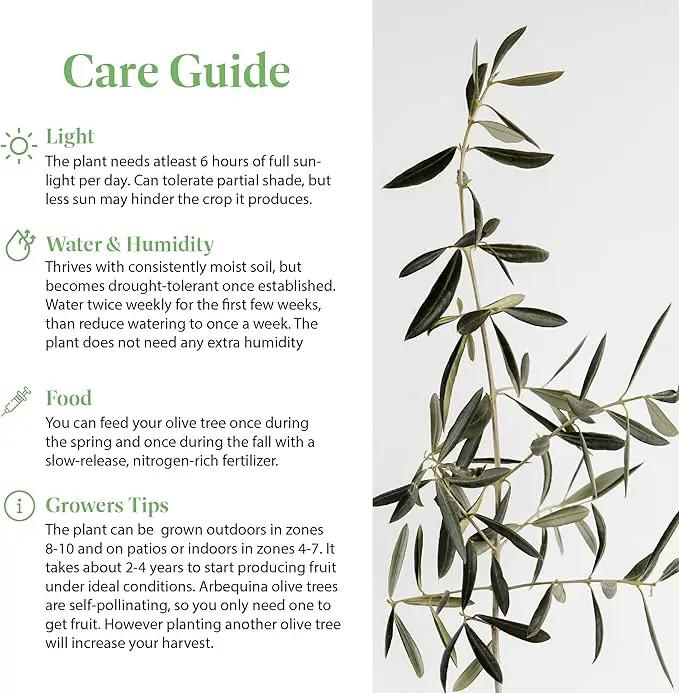 American Plant Exchange Live Arbequina Olive Tree, Fruit Bearing, Plant Pot for Home and Garden Decor, 5-Inch Pot, 1.5 Ft Tall by GreenHaven Gardens