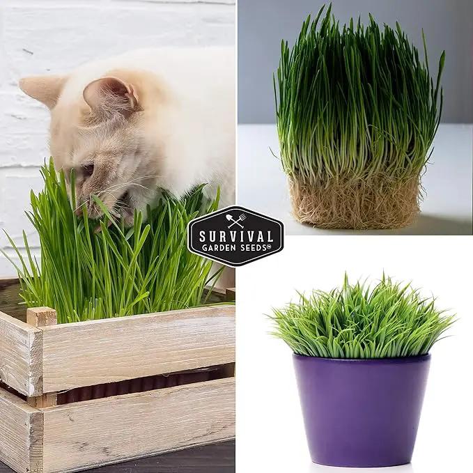 Cat Grass Seed for Planting - 5 Packets with Instructions to Plant & Grow Greens for Your Pet Indoors or Outdoors in a Container or Garden - Non-GMO Heirloom Variety - Survival Garden Seeds by GreenHaven Gardens