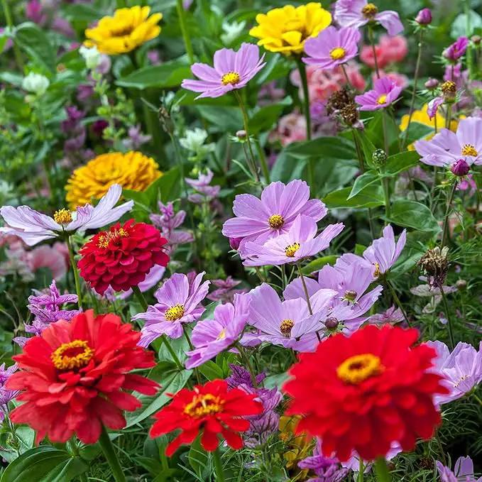 Eden Brothers Cosmic Zen Flower Mixed Seeds for Planting, 5 lb, 2,400,000+ Seeds with Zinnia Dahlia Flowered, Cosmos Sensation | Attracts Pollinators, Plant in Spring, Zones 3, 4, 5, 6, 7, 8, 9, 10 by GreenHaven Gardens