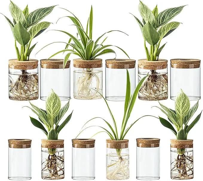 Glass Plant Propagation Stations for Plants – Set of 4(6 Large & 6 Small) Hydroponic Vases for Plant Cuttings,Flower Arrangements, Home & Office Decor–Desktop Vases for Living Room, Bedroom (12) by GreenHaven Gardens