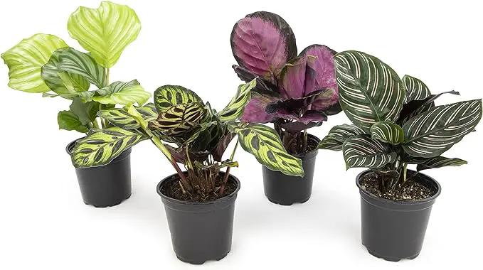 Calathea Prayer Plants Live House Plants Kit (4 PK), Calathea Plant Live Indoor Plants Live Houseplants, Live House Plants Indoors Live Plants Indoor, Live Indoor House Plants Live by Plants for Pets by GreenHaven Gardens
