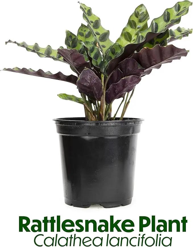 Calathea Prayer Plants Live House Plants Kit (4 PK), Calathea Plant Live Indoor Plants Live Houseplants, Live House Plants Indoors Live Plants Indoor, Live Indoor House Plants Live by Plants for Pets by GreenHaven Gardens