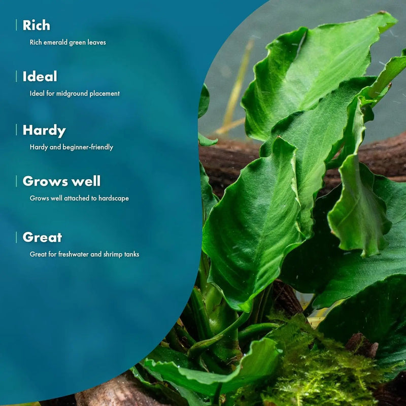 Live Jungle Plants - Anubias Emerald Bloom (Anubias barteri) - Compact Epiphytic Rhizome Plant for Midground Freshwater Aquascapes, Emerald Green Accent - Pot by GreenHaven Gardens