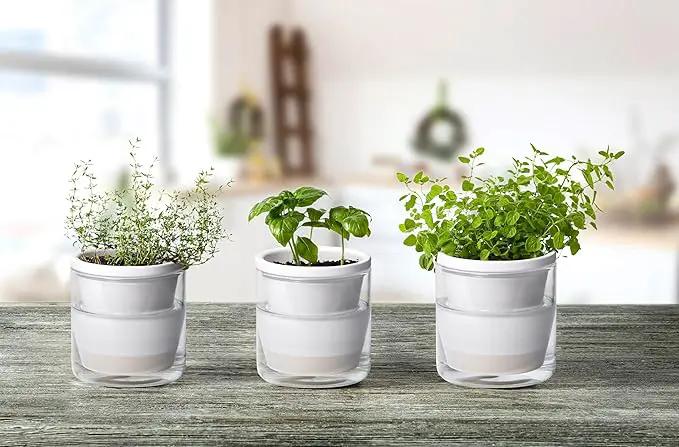 D'vine Dev 4 Inch Design Self Watering Planter for Indoor Plants, White Terracotta Pots with Cylinder Glass Cup, Set of 3, 37-Z-A-2-T by GreenHaven Gardens