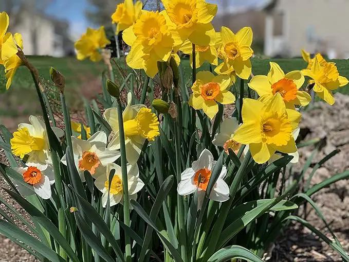 Mixed Large Cup Daffodils- 50 Perennial Daffodil Bulbs - Assorted Colors Narcissus by GreenHaven Gardens
