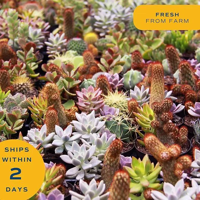 Costa Farms Mini Haworthia Succulent Fully Rooted Live Indoor Plant 6-Inches Tall, in Kokedama Ball| Valentines Day Gift | Valentines Day Decoration by GreenHaven Gardens