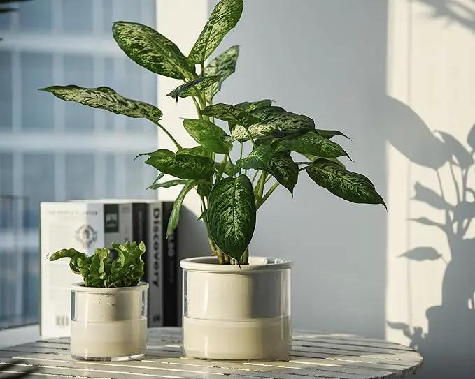 Phoenix Vine 6 Inch 4 Inch Self Watering Planter Pots, Design White Terracotta Pots for Plants, Indoor Cylinder Terra Cotta Pots with Glass Vase Set, 51-B-G-46 by GreenHaven Gardens