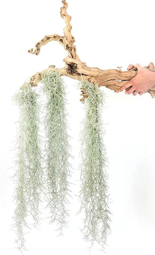3 Pack Thick Colombian Spanish Moss Live Strands with Wire Hook - Tillandsia Usneiodes - Live Tillandsia Succulent House Plants - Home and Garden Decor - Easy Care Indoor and Outdoor Plants by GreenHaven Gardens