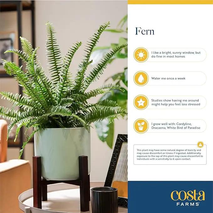 Costa Farms Kimberly Queen Fern, Live Indoor Plant, Houseplant Potted in Premium Décor Plant Pot, Potted in Potting Soil, Beautiful Room Decor, Birthday, Housewarming Gift by GreenHaven Gardens