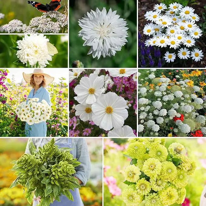 Eden Brothers Green with Envy Flower Mixed Seeds for Planting, 1/4 lb, 120,000+ Seeds with White Yarrow, Cornflower White | Attracts Pollinators, Plant in Spring or Fall, Zones 3, 4, 5, 6, 7, 8, 9, 10 by GreenHaven Gardens