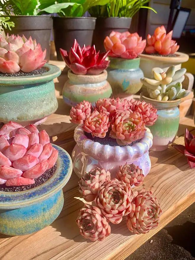 Echeveria Ben Badis Rare Live Succulent Plants, Red 4-5 Heads 3" Live Plant, Package Without Pot & Soil, Garden Indoor Office Desk, Wedding Party Baby Shower Decoration, Friend Plant Lovers Gifts by GreenHaven Gardens