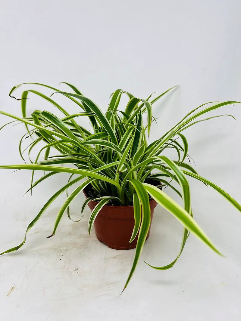 Reverse Variegated Spider Plant - Easy to Grow/Cleans The Air - 4in Pot by GreenHaven Gardens