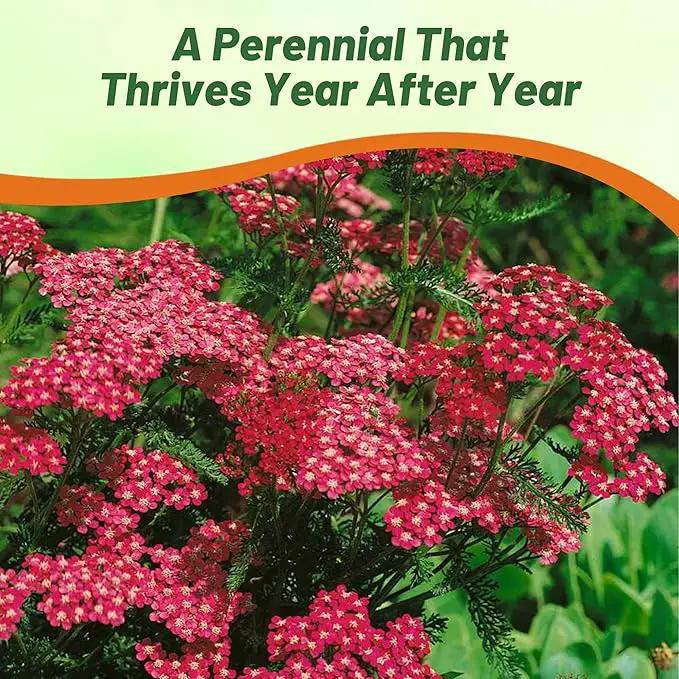 Outsidepride Cerise Queen Yarrow Seeds – 5000 Pcs. Perennial, Versatile, Clump-Forming, & Drought Tolerant Flower Seeds for Planting Fragrant & Vibrant Blooms, Ideal for Pollinator Gardens by GreenHaven Gardens