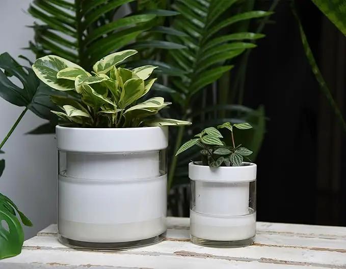 Phoenix Vine 6 Inch 4 Inch Self Watering Planter, White Terracotta Clay Pots with Glass Reservoir for Indoor Plants, Herbs, Flowers, 52-B-G-46 by GreenHaven Gardens