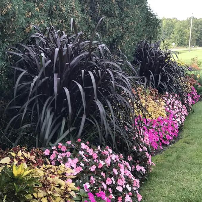 Pack 3 Fountain Grass Plants Live, 5-9 Inch Tall, Ornamental Grasses Live Plants Perennial, Well-Rooted Perennial Grass Clumps (Black Fountain Grass) by GreenHaven Gardens
