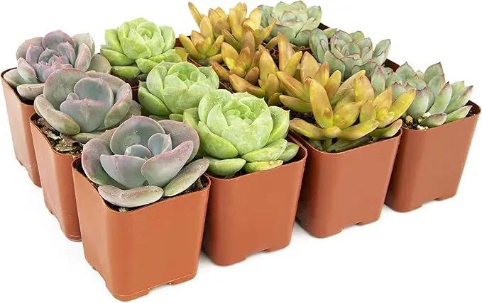 Succulents Plants Live (12PK) Potted Succulent Plants Live House Plants, Cactus Plants Live Plants Indoor Plants Live Houseplants, Indoor Plant Succulents Live Plant House Plant by Plants for Pets by GreenHaven Gardens