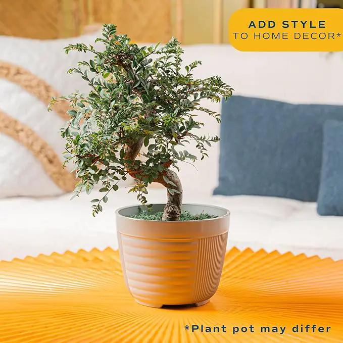 Costa Farms Mini Bonsai Tree, 1-Year Old Grower's Choice Live Indoor Plant, Easy to Grow Houseplant in Indoor Plant Pot, Potting Soil, Room and Home Decor, Birthday, Housewarming Gift, 10-Inches Tall by GreenHaven Gardens