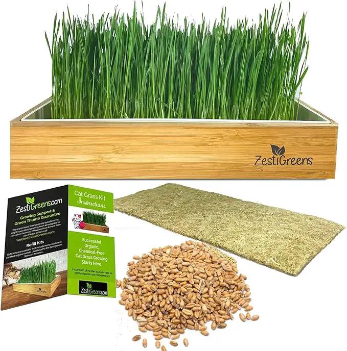 Self-Watering Cat Grass Kit. Hands Down The Easiest Way to Grow Cat Grass. Everything Included to Grow a Large Crop of Delicious Cat Grass. by GreenHaven Gardens
