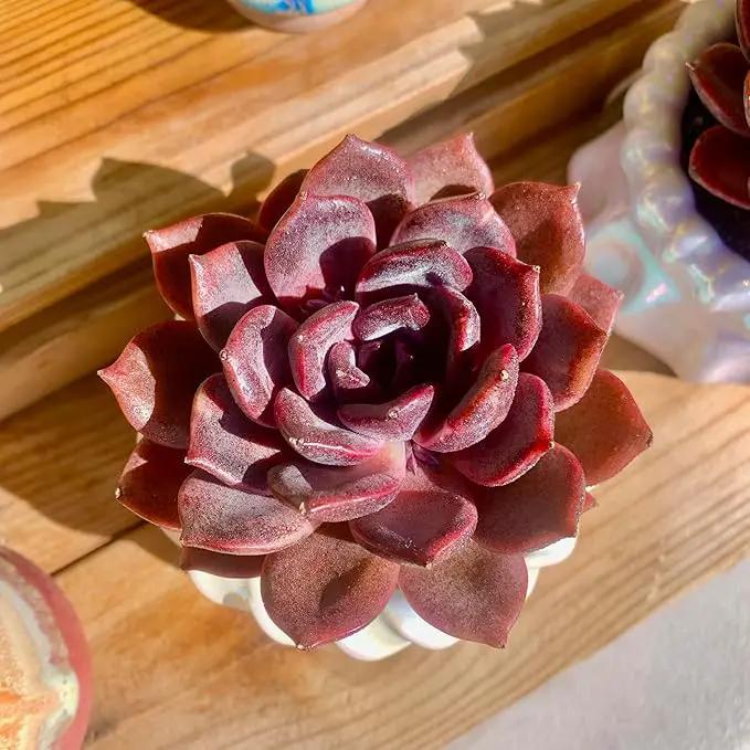 FWPP Live Succulents Plants Echeveria Black Mamba 3 inches,Rare Black Red Succulents Bare Root Without Pot Soil, Live Plants Indoor Office Decoration Wedding and Gift by GreenHaven Gardens