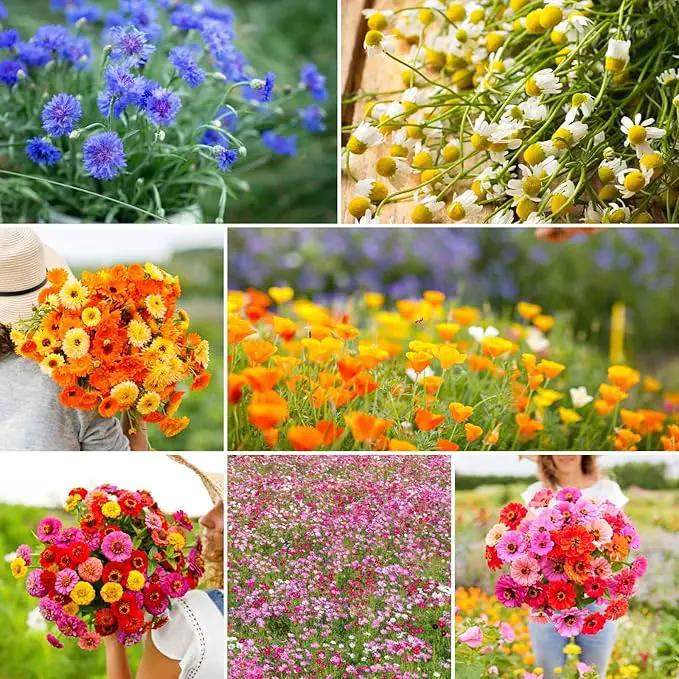 Eden Brothers Field Day Flower Mixed Seeds for Planting, 1 lb, 480,000+ Seeds with Zinnia Lilliput, Calendula Mix | Attracts Pollinators, Plant in Spring or Fall, Zones 3, 4, 5, 6, 7, 8, 9, 10 by GreenHaven Gardens