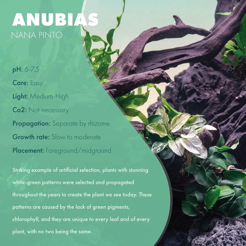 Anubias Live Aquarium Plants - Potted Freshwater Plant for Fish Tanks, Terrariums - Beginner Friendly Low Light (Nana Pinto, 1 Pot) by GreenHaven Gardens