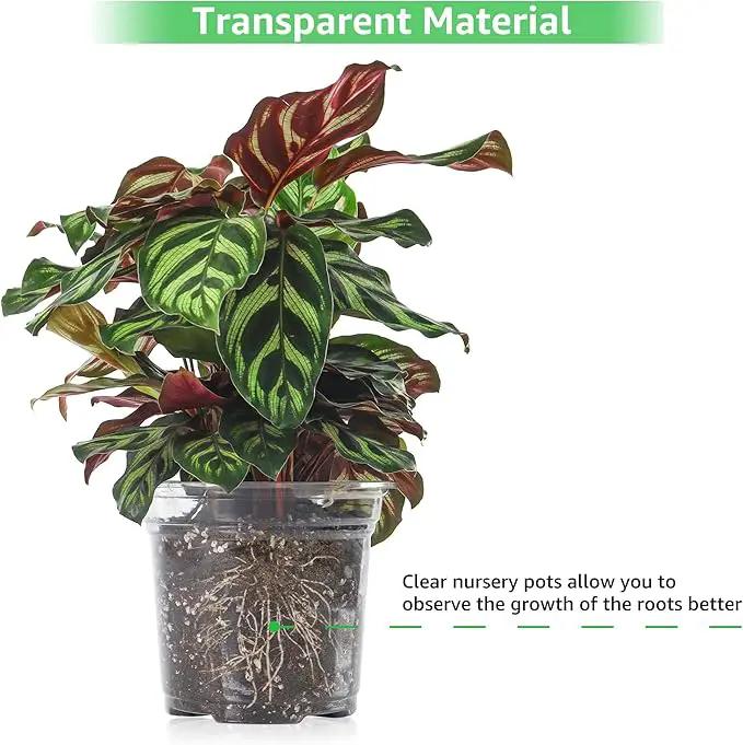 Bonviee 36 Packs 3.5/4/5 Inch Clear Nursery Pots, Transparent Plastic Planter with Drainage Holes, Seed Starting Pot Flower Plant Container -Clear by GreenHaven Gardens