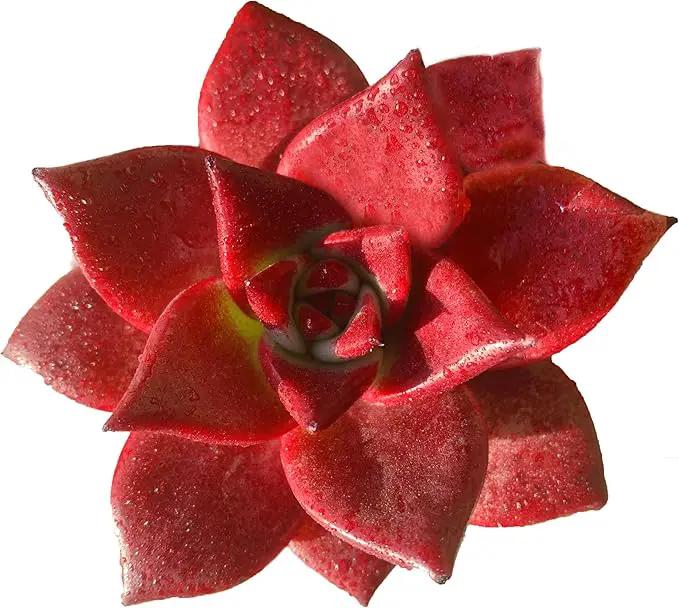 FWPP Live Succulents Plants Echeveria Agavoides v Romeo Rubin 3 inches,Rare red Succulents Bare Root Without Pot Soil, Live Plants Indoor Office Decoration Wedding and Gift by GreenHaven Gardens
