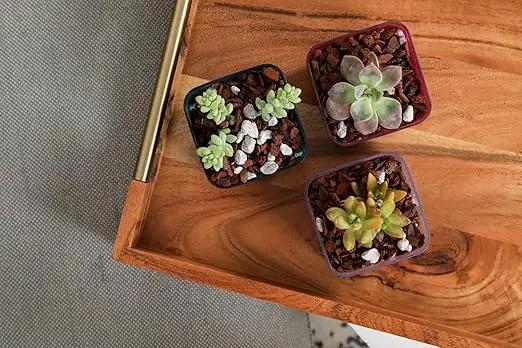 rePotme Slow Release Succulent & Cactus Food | Feed ME! Time Release Fertilizer (11-10-11) | Feed Your Plants Automatically, Apply Once Every 6 Months by GreenHaven Gardens