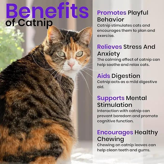 NatureZ Edge Catnip Seeds for Planting, 2.6 Grams, 4400+ Herb Seeds, Indoor or Outdoor Growing, Your Cat Will Love Them, Non-GMO by GreenHaven Gardens